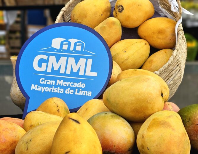 Normal comercialización del mango en el Gran Mercado Mayorista de Lima pese a su sobreproducción