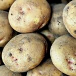 Descubre los platillos más conocidos que puedes preparar con la papa