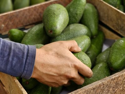 DÍA DE LA PALTA FOTO 3