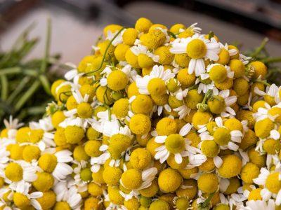 A vibrant still life of a bunch of fresh, yellow flowers in a stack formation